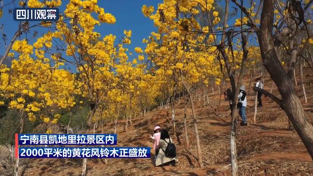 花景上新！这次是金灿灿的黄花风铃木