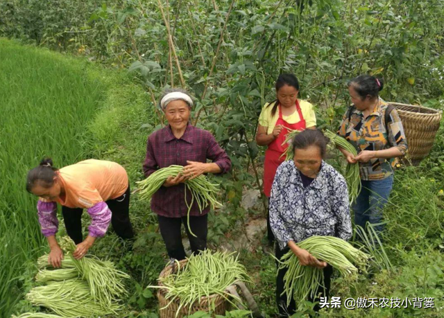 豆角如何种植和管理，才能让苗株长势更好、开花结荚更多？