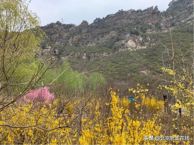 密云印象｜错过了今年密云大山里杜鹃花的花期，明年一定会再去。