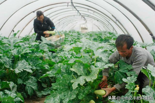 打籽西葫芦高产种植技术及病虫害防治要点