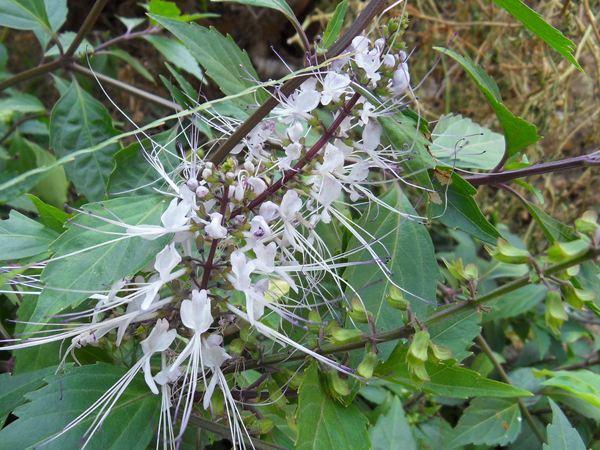 名字俏皮可爱，村边的“猫须草”，能长到1米，作用还不少！