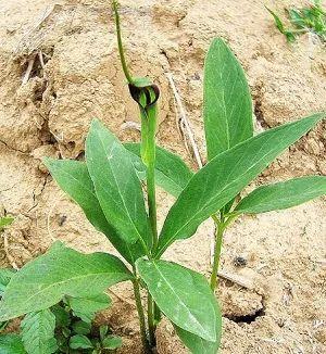 种植中药材前景如何？常见中药材种植技术大分享，建议收藏起来