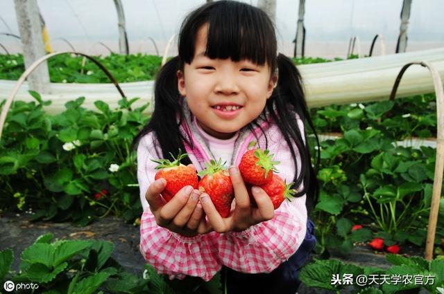 草莓种植面积256万亩，四季草莓只占区区4.5万亩！你确定吃过？