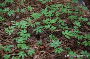 田七种植多久可以收获(这种作物需要长3年才成熟，经济效益极高，你认识吗？)