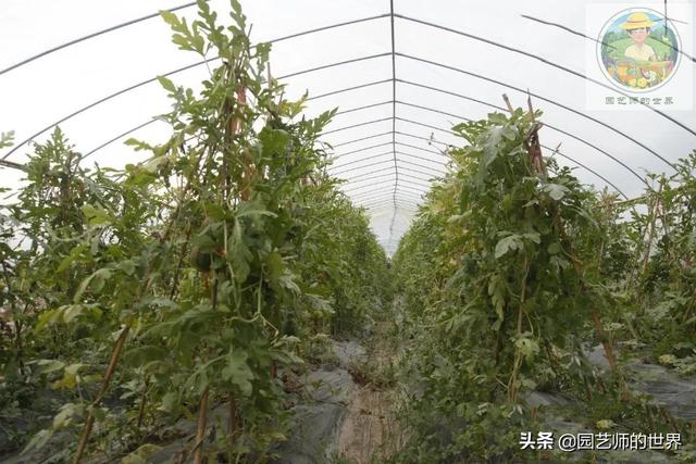 新品种高架小西瓜、网纹瓜种植技术