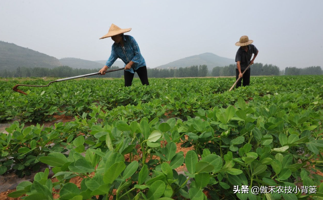 花生覆膜种植能高产，但在覆膜管理上要重点抓好这4点