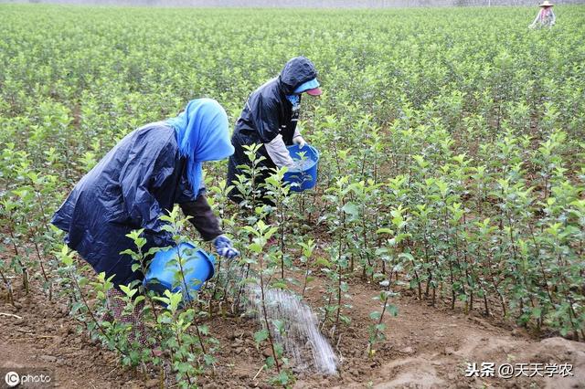 别再抱怨为什么种苹果不赚钱了！先看看别人的高技术、高投入再说