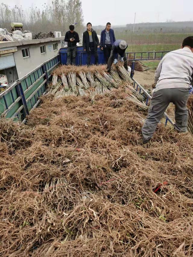 大棚栽植红油香椿树苗的全面技术