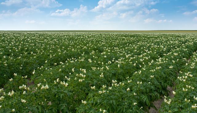 土豆种植全过程：4个阶段7个步骤，35种病害25种虫害