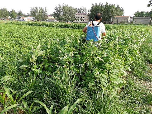 芝麻如何种植能高产？这篇从种到收全程栽培技术，助你增产增收