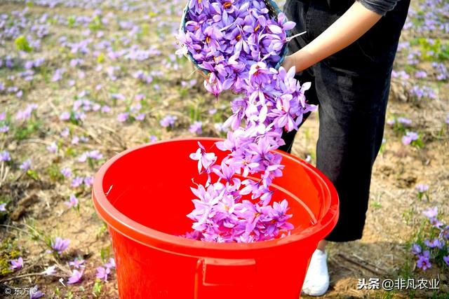 藏红花种植方法，前景看好吗？有人说看不懂形势，千万不要种植！