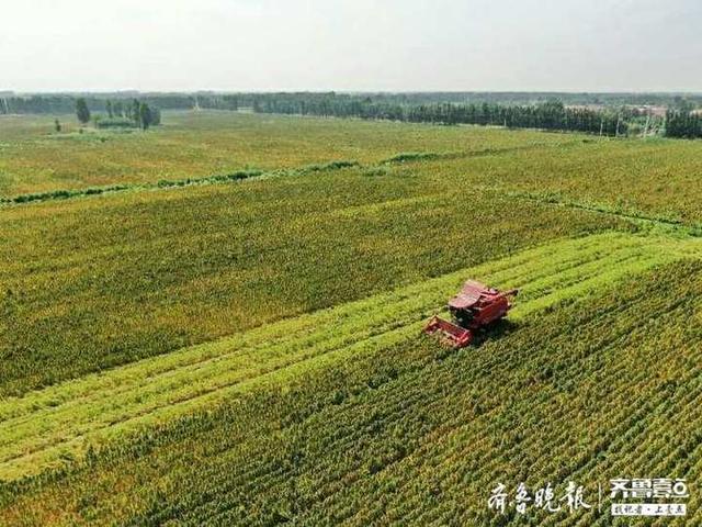 “超级谷物”藜麦在齐河大面积种植成功