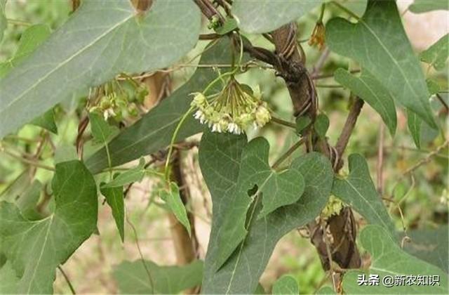 中草药、药用植物种植：何首乌人工栽培技术