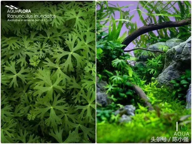 新手开缸之前景草