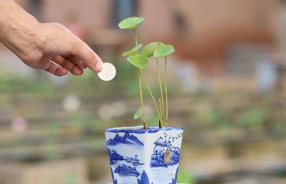 碗莲怎么养？2招教你，开花鲜艳满盆，叶子大又绿，碗里清澈见底