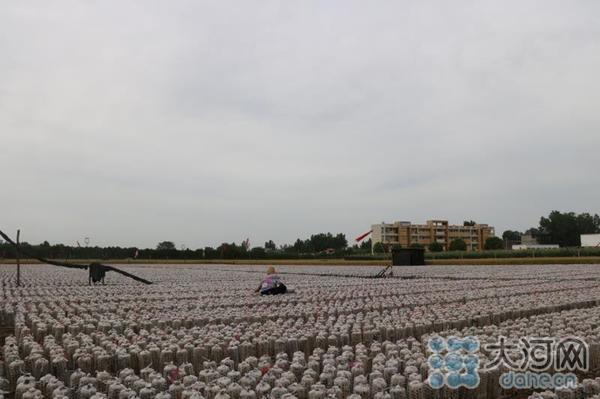 在希望的田野上｜鲁山县：“地栽黑木耳”投资小收益大