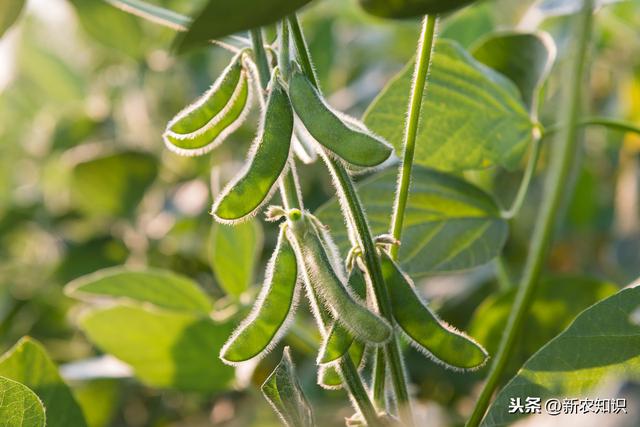 大豆种植的技术和方法，需做好6步，简单实用高产种植技术