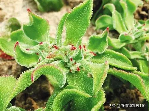 这种新型“水晶冰菜”，已成为餐桌新贵(附种植方法)