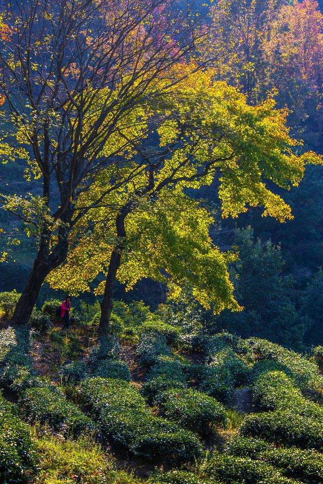 岭南叶正红，广东有座“红枫茶山”