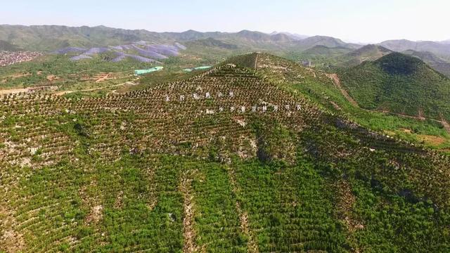 河北涉县“夕阳红造林队”：绣花功夫染绿座座荒山