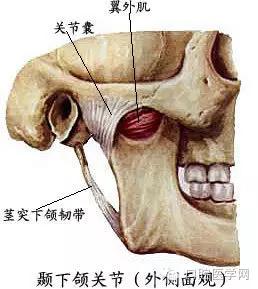 口腔解剖图谱