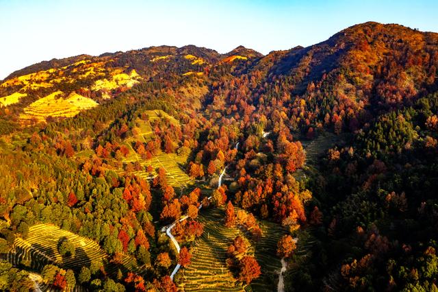 岭南叶正红，广东有座“红枫茶山”