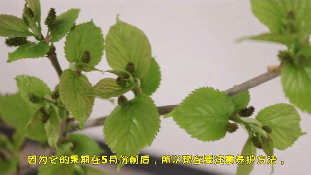 盆栽桑葚果树养护很简单，做好几点，结出的果实个头大味道甜