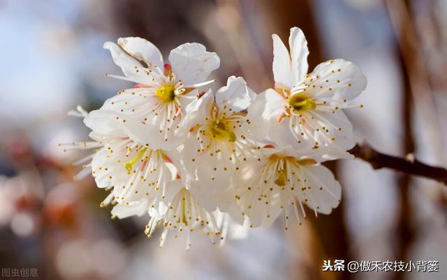 果树花期用什么样的肥料最合适？果树花前追肥和花后追肥哪种好？