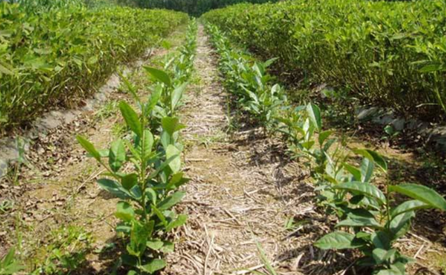 茶籽春播好还是秋播好？茶籽直播技术3大要点，教你轻松培育茶苗