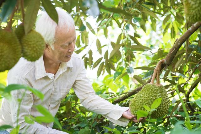 榴莲自由？海南榴莲种植面积突破3万亩，种植户：量产后亩产5千斤