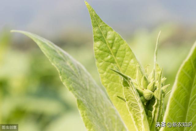 烟草的种植技术很重要，懂得这些方面，就可以种好