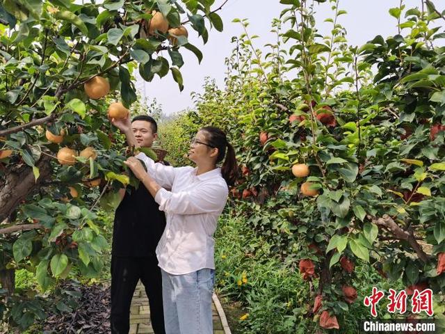 河北馆陶：万亩晚秋黄梨喜迎丰收