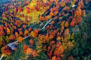 广东适合种植红枫吗(岭南叶正红，广东有座“红枫茶山”)