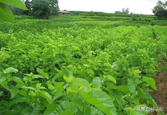 饲料蛋白桑，耐寒耐旱，好成活，种植一次能割30年，种植技术介绍