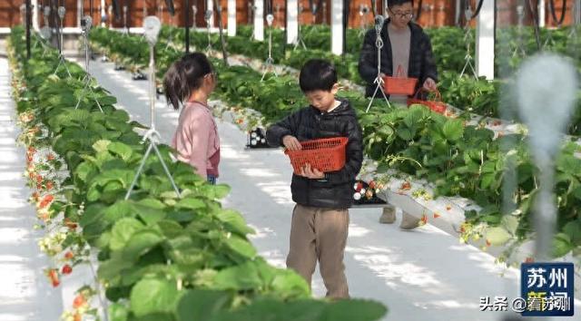 昆山有座能玩、能看、能吃的草莓工厂