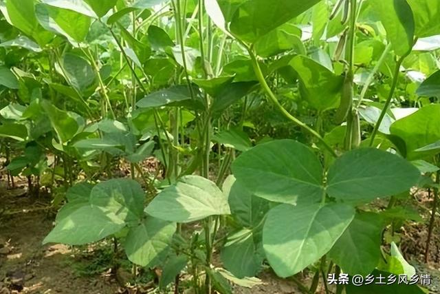 早春毛豆结荚少、荚内籽粒少？是这三方面没做好，今年别再错了