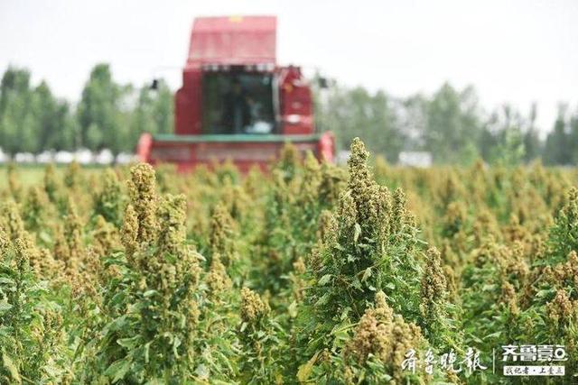 “超级谷物”藜麦在齐河大面积种植成功