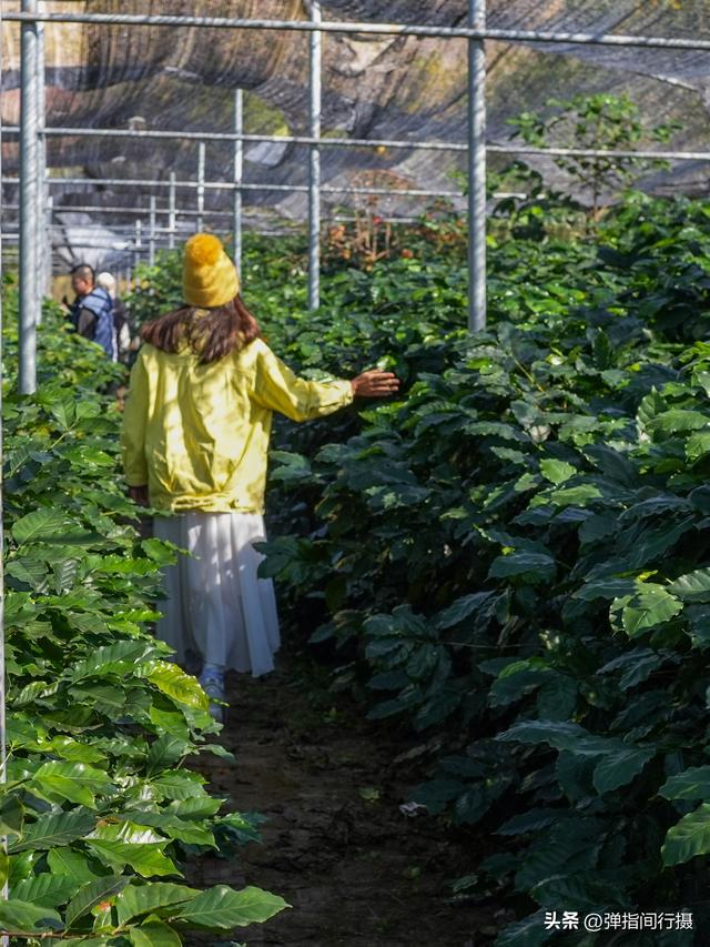 中国最早种植咖啡的地方，在云南这里！