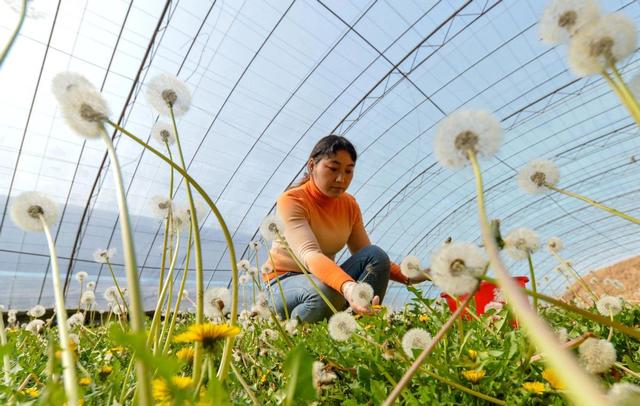 蒲公英种植：小投资、高收益，农村发展新动力