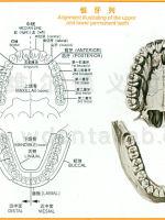 口腔解剖图谱