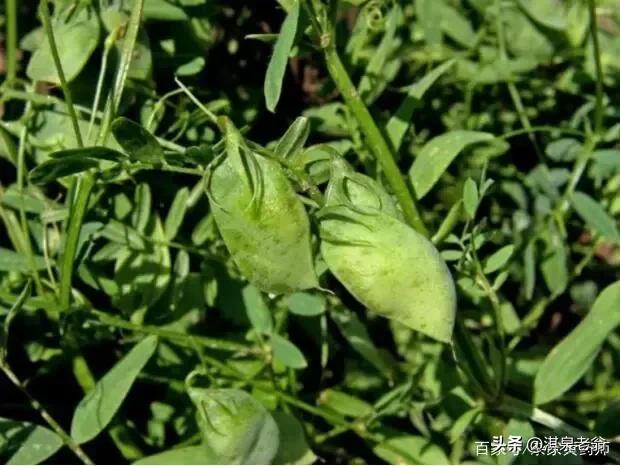 兵豆（小扁豆）种植时间及技术措施