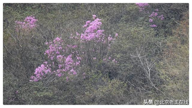 密云印象｜错过了今年密云大山里杜鹃花的花期，明年一定会再去。