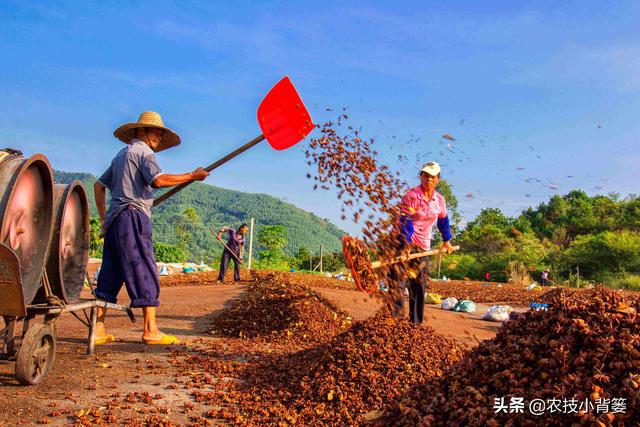 八角如何种植？从催芽播种、苗期管理到建林成园，一篇文章教会你