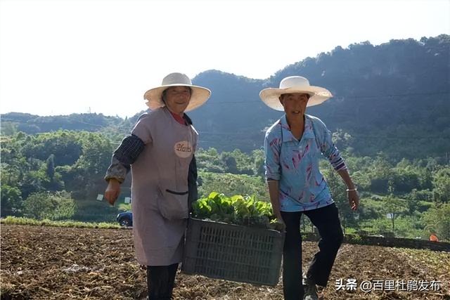 鹏程街道：牛心菜种植托起群众“致富梦”