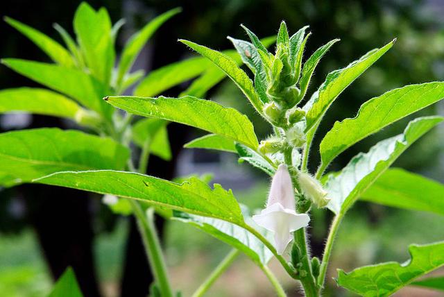 芝麻全身都是宝，种植技术只需做好4点，7月底种植还不晚