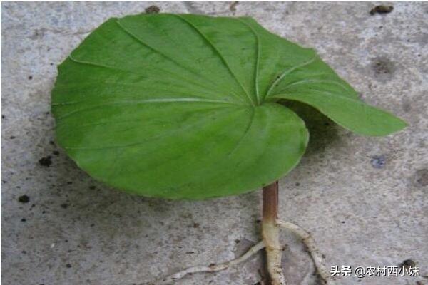 青天葵怎么种？青天葵的种植技术