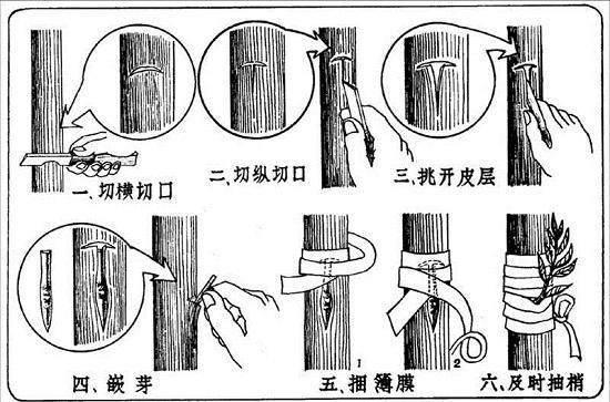 桃树应该怎么种植？如何嫁接？有哪些好的方法？专家给你详细讲解