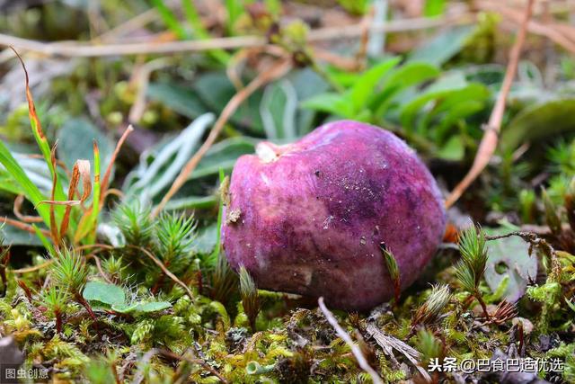 吃着野生菌儿长大，或中毒，或满足