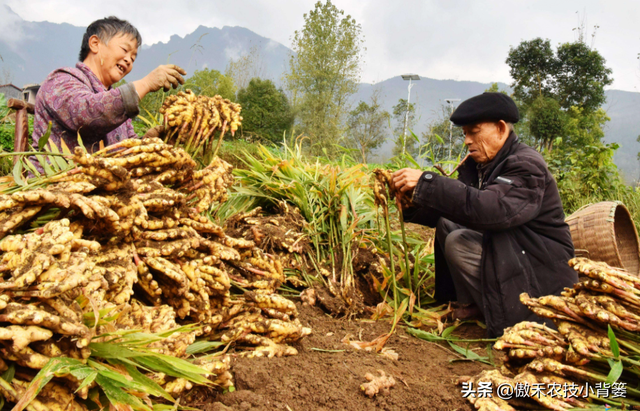 大姜种植管理抓好几点，个头大、产量高、品相好、卖价高