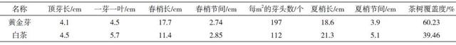 贵州六省枝特区黄金芽茶栽培技术